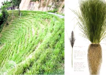 Construyendo resiliencia