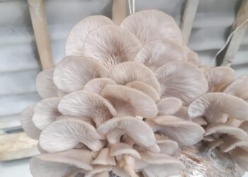 En época de lluvias aumenta el consumo de hongos