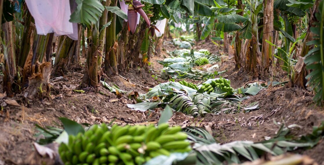 Primer lugar en producción de café y plátano en el país