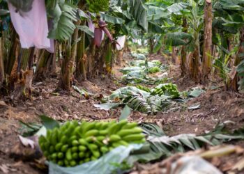 Primer lugar en producción de café y plátano en el país
