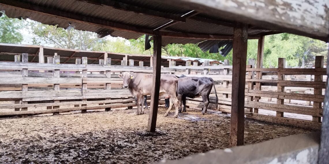 Improvisan rastro en SCLC a falta de un espacio formal