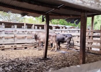 Improvisan rastro en SCLC a falta de un espacio formal