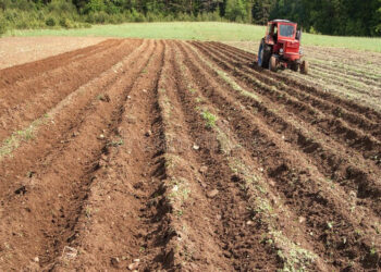 Crisis de soya en la entidad por falta de precios garantía