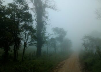 Llaman a preservar zona forestal ante urbanización