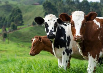 Chiapas: Agricultura, ganadería y pesca