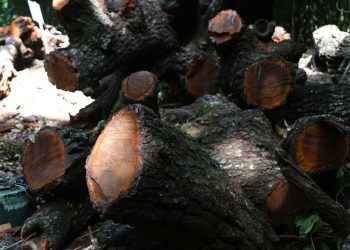 Biósfera Montes Azules, víctima de deforestación