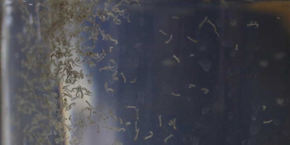 Al alza los casos de paludismo y dengue