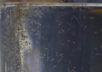 Al alza los casos de paludismo y dengue