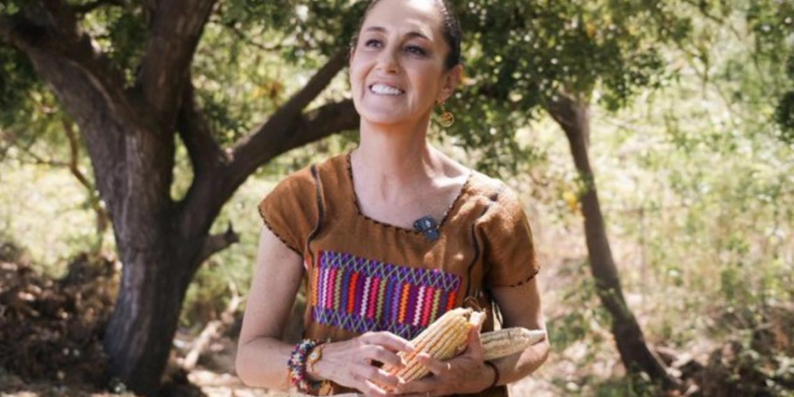 Sheinbaum envía iniciativa contra el maíz transgénico