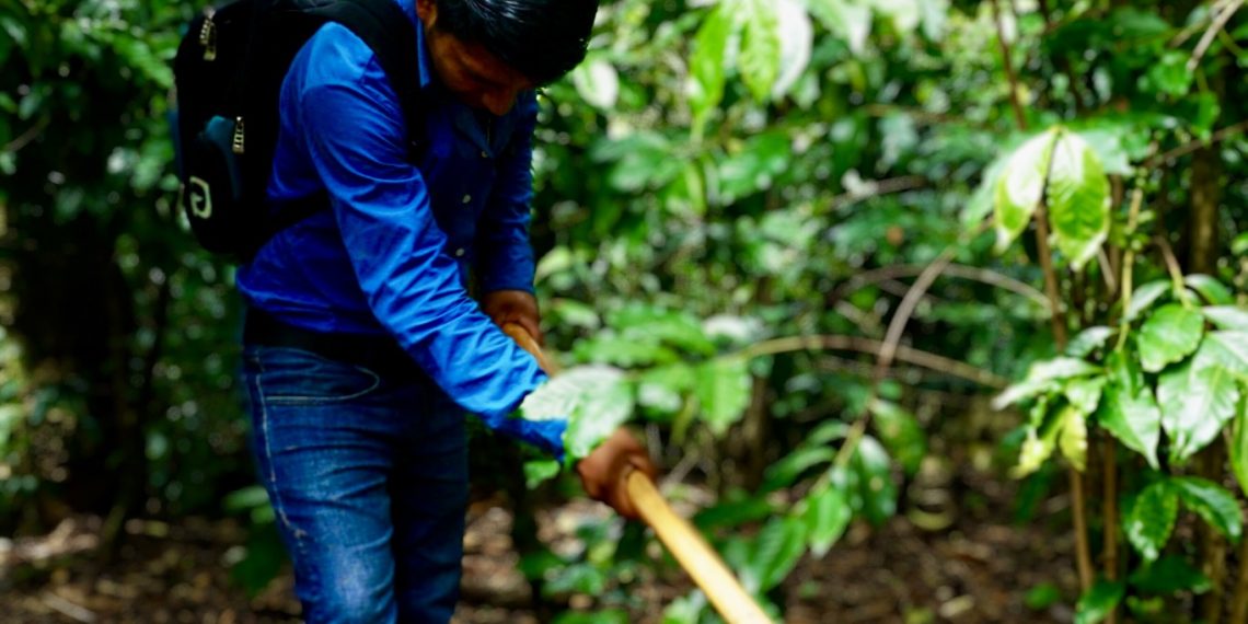 Aranceles de Trump, una amenaza a la agricultura