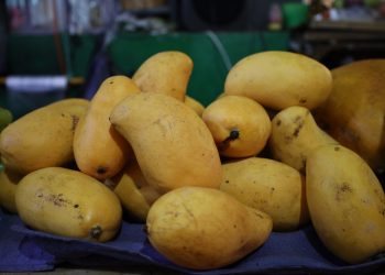 Prevén pérdidas del 30% en producción de mango ataúlfo