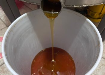 Apicultura es afectada por el cambio climático