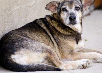 Piden ayuda para perros geriátricos vulnerables