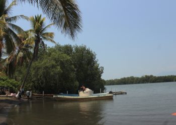 Atentan contra manglares en peligro de extinción