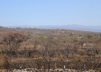 Sequía amenaza a al menos 2 de cada 10 municipios en la entidad