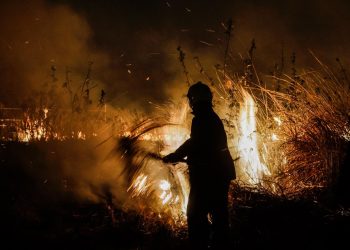 Masivas muertes de animales son denunciadas por ganaderos