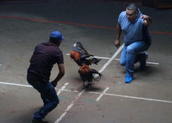 Chiapas prohíbe peleas de gallos y carreras de caballos