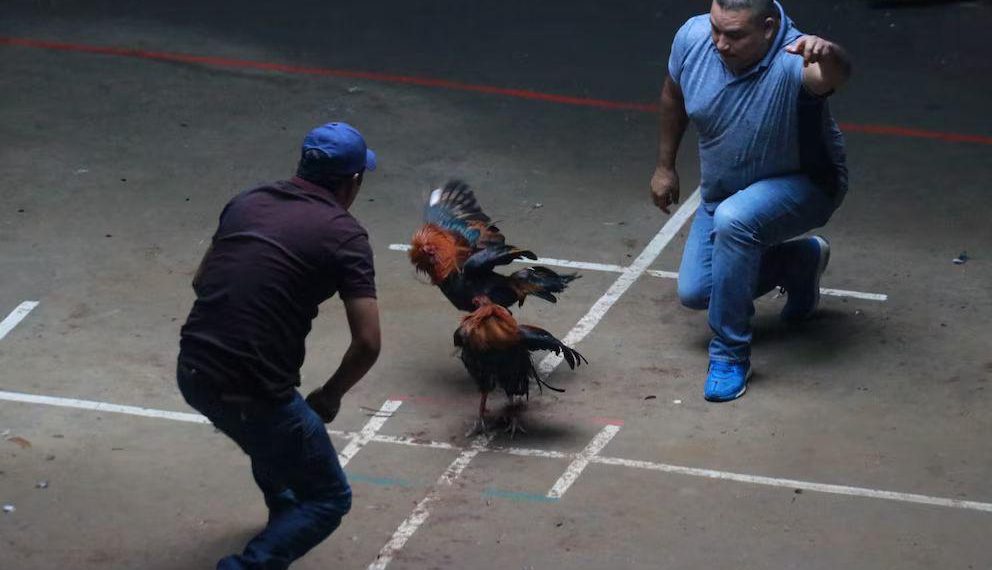 Chiapas prohíbe peleas de gallos y carreras de caballos