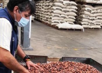 Reanudan exportación de cacao hacia Francia