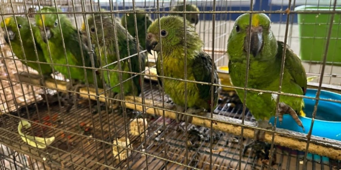 Temporada de reproducción y decomiso de aves en Chiapas