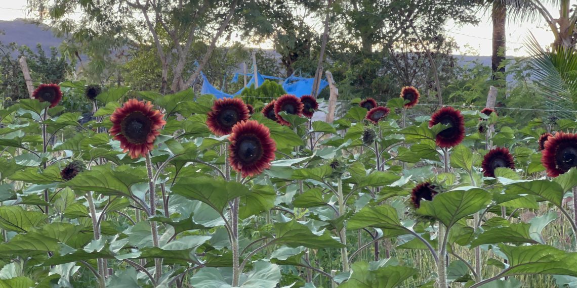 Girasoles rojos abren paso en el mercado chiapaneco