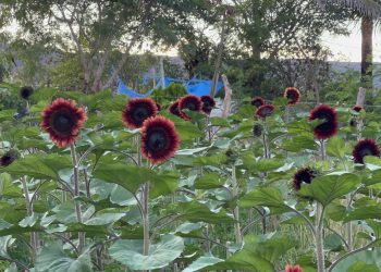 Girasoles rojos abren paso en el mercado chiapaneco