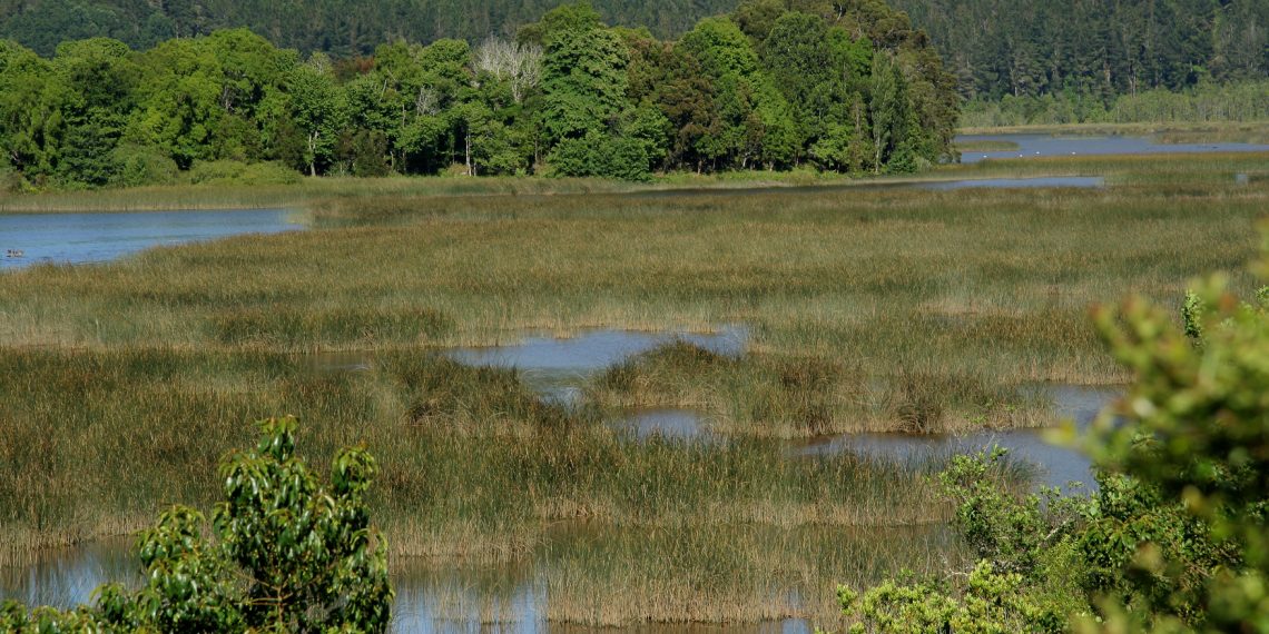 Celebran el Día Mundial de los Humedales