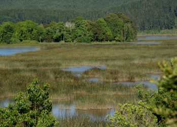 Celebran el Día Mundial de los Humedales