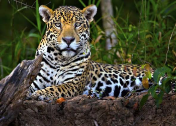 El jaguar ha disminuido hasta 30% su población