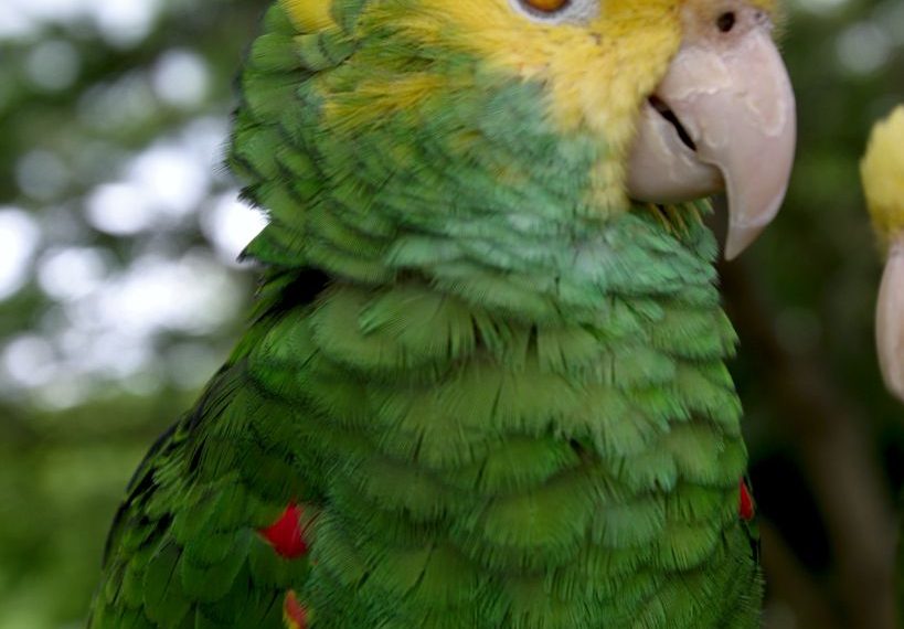 Comienza extracción de polluelos de psitácidos