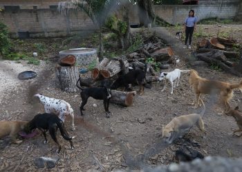 Perros rescatados en riesgo tras el desalojo de refugio