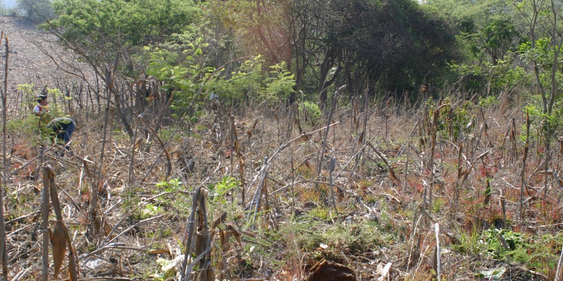 San Fernando: Urbanización sin freno y sin regularización