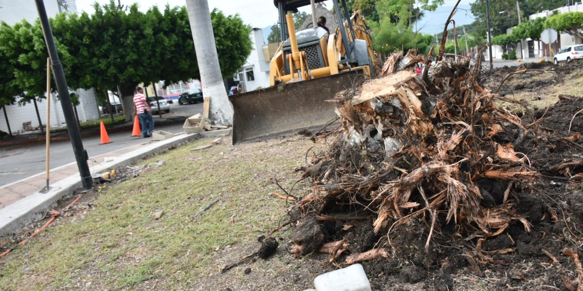 En Palenque trabajadores talan árboles sin permiso 