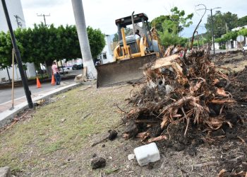 En Palenque trabajadores talan árboles sin permiso 