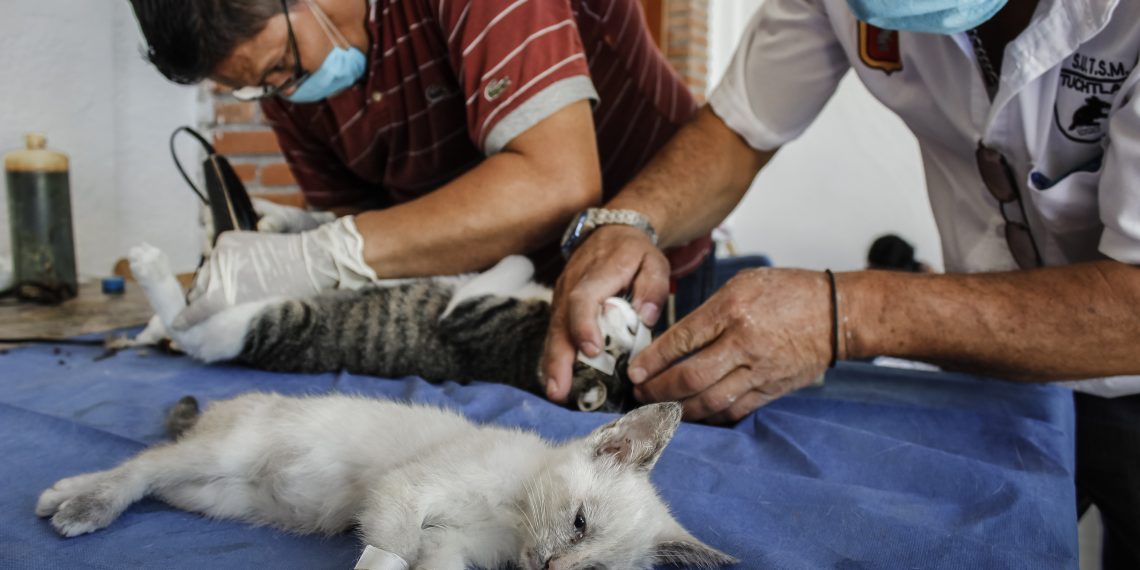 Protestan en Tapachula por violencia contra veterinarios