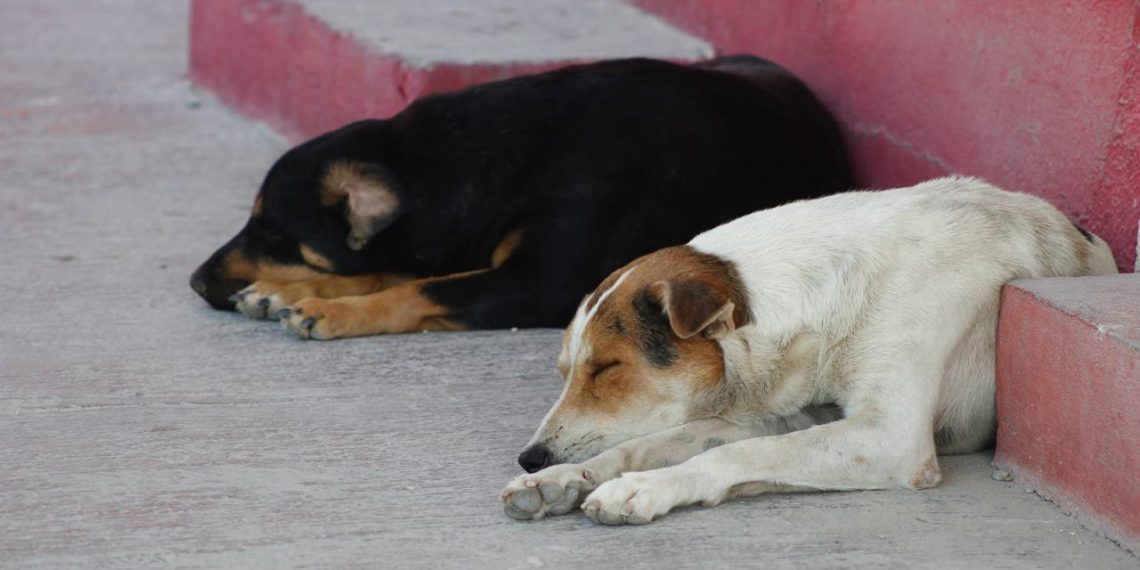 El Roble se manifiesta tras muertes de perros