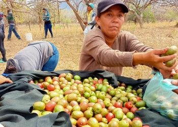 Celebran festivales del Jocote y Mango Ataúlfo