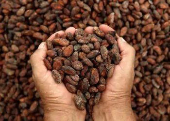 En 5 años, producción de cacao creció en un 30%