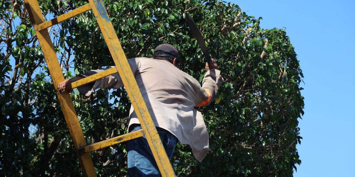 Segunda entidad con mayor deforestación