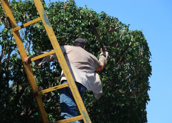 Segunda entidad con mayor deforestación