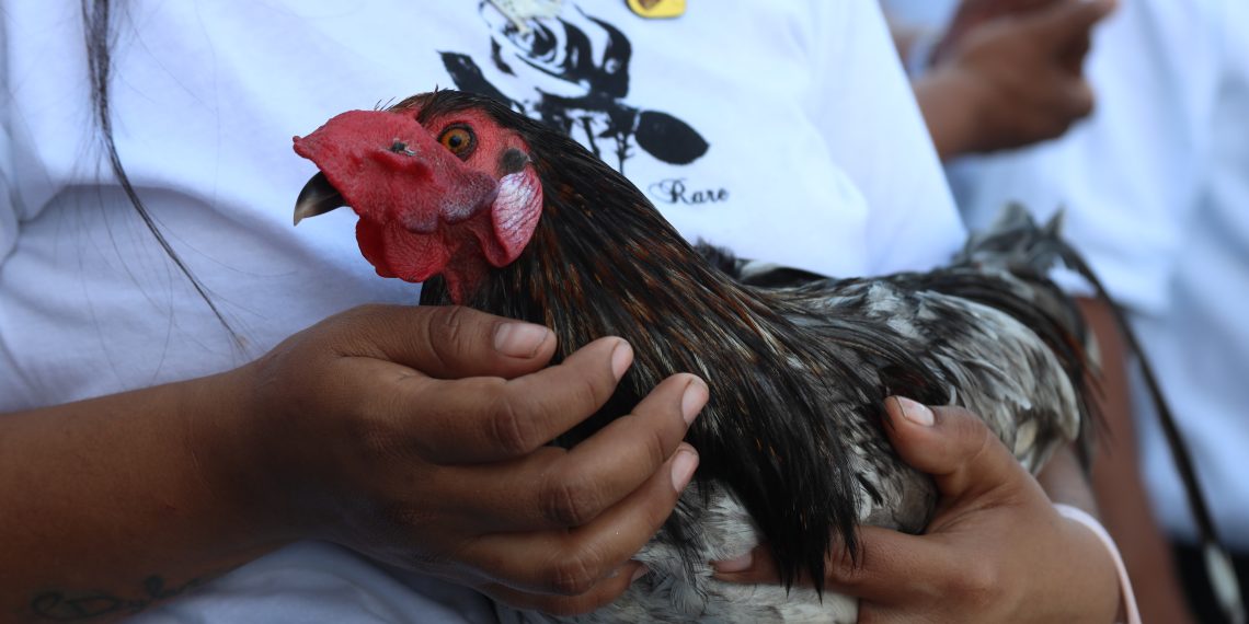 Reactivarán peleas de gallo con una nueva regulación