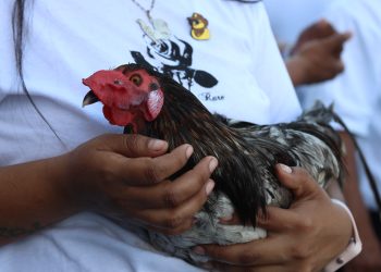 Reactivarán peleas de gallo con una nueva regulación