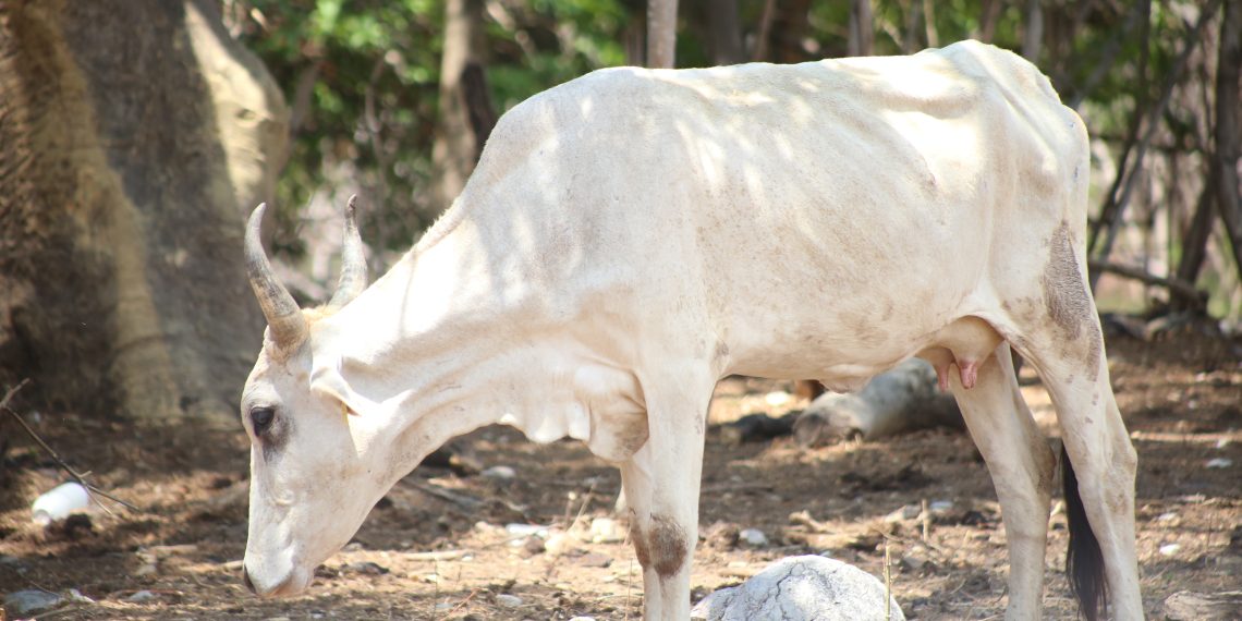 Reportan crisis total ganadera en Tonalá