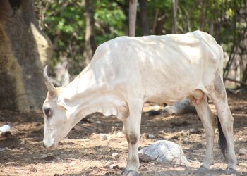 Reportan crisis total ganadera en Tonalá