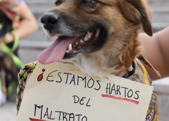 Chiapas, el único estado sin penalizar el maltrato animal
