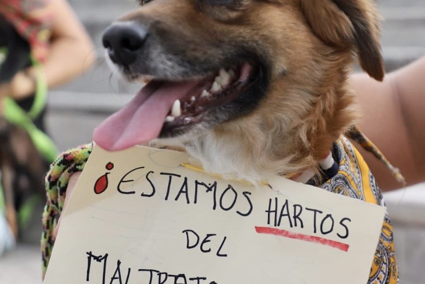 Chiapas, el único estado sin penalizar el maltrato animal