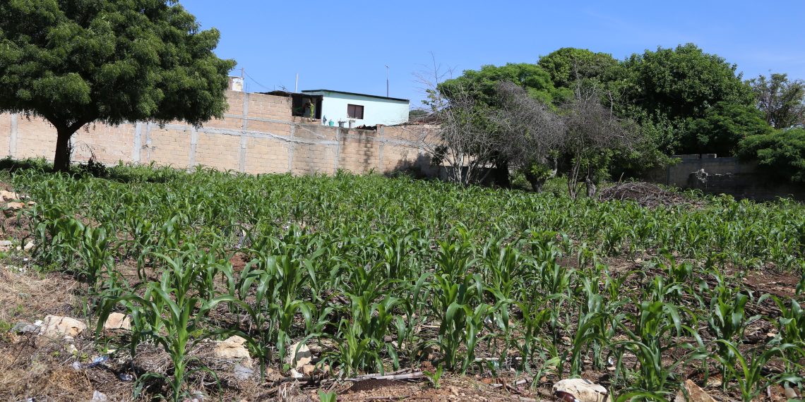 Precio y ventas de maíz caen en 40%