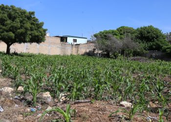 Precio y ventas de maíz caen en 40%