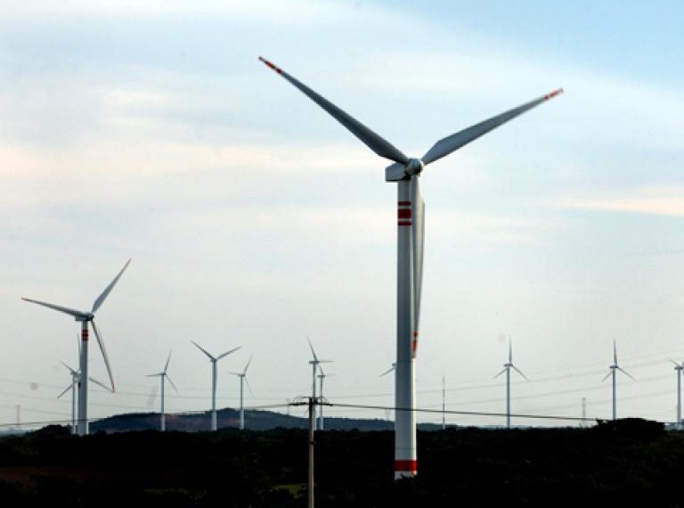 11 especies amenazadas por Parque eólico en Arriaga