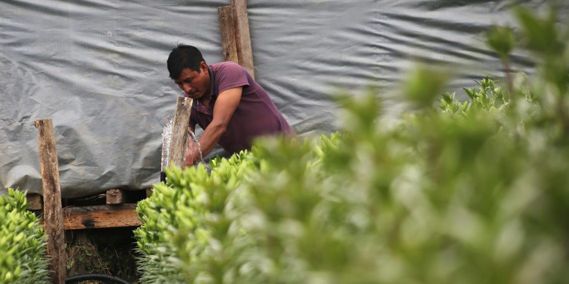 El 80% de los ranchos agrícolas incumplen con normas laborales